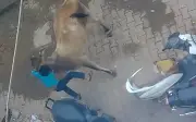 Bò hung dữ húc bé 7 tuổi ở Ấn Độ, người mẹ lao ra cứu con