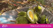 Bộ NN&MT cử 2 Thứ trưởng tháo gỡ khó khăn cho vùng trồng sầu riêng