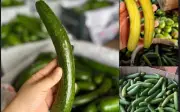 Bơ tí hon không hạt giá gấp 5 lần bơ thường vẫn 'cháy hàng'
