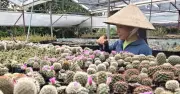 Bỏ việc lương ổn định, 9X về quê trồng xương rồng thu 300 triệu/năm