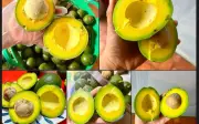 Bơ vào mùa: Bí quyết chọn bơ ngon, bổ, rẻ giữa 'rừng' bơ 034, sáp, booth, hass