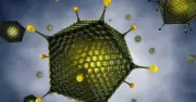 Bộ Y tế khuyến cáo phòng bệnh do virus Adeno gia tăng ở trẻ em