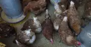 Bang New South Wales xác nhận ca nhiễm cúm gia cầm H5N1 đầu tiên