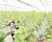 Bắc Ninh: 185 xã đạt chuẩn nông thôn mới, hướng tới đô thị hiện đại