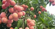 Bắc Ninh thu kỷ lục hơn 7.200 tỷ đồng từ vải thiều năm 2026