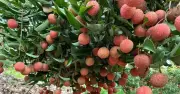 Bắc Ninh tôn vinh 15 vườn vải đẹp, đẩy mạnh chuyển đổi số và giảm nghèo thông tin