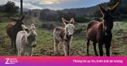 Biệt đội lừa ngăn cháy rừng lan rộng ở Tây Ban Nha