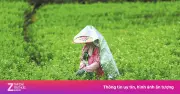 Bông hoa nhỏ làm nên 'mỏ vàng' tỷ USD ở Trung Quốc