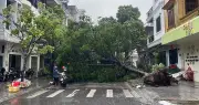 Bão số 1 Maysak sắp đổ bộ, gió mạnh dần lên, quật đổ cây tốc mái ở Móng Cái
