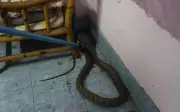 Bắt sống rắn hổ mang chúa dài 3 mét bò vào nhà dân ở Thái Lan