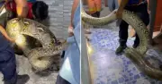 Bắt sông trăn khổng lồ dài 5 mét, nặng 30 kg ẩn nấp trong ký túc xá