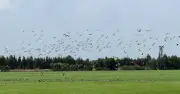 Ốc cổ trong sách đỏ xuất hiện dày đặc trên đồng lúa Đồng Tháp