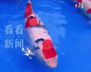 Cá Koi vua giá 1,55 tỷ đồng nhờ dòng máu đặc biệt