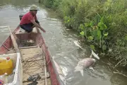 Cá lồng trên sông Lam chết hàng loạt, nước có dấu hiệu bất thường