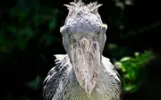 Cò mỏ giày: 'Sát thủ' đầm lầy châu Phi với chiếc mỏ khổng lồ