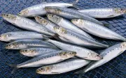 Cá mòi: Siêu thực phẩm giá rẻ giàu omega-3, canxi và vitamin D