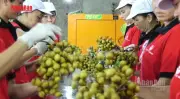 Cả nước có gần 6,3 triệu cơ sở kinh tế, tạo việc làm cho 30,3 triệu lao động