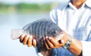 Cá rô phi Việt xuất khẩu triệu USD, lên bàn sushi Nhật Bản