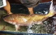 Cá sủ vàng: 'Báu vật' biển Việt Nam giá hàng tỷ đồng mỗi con