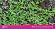 Cỏ sữa lá nhỏ: 'Cây thuốc nghìn rễ' đa công dụng mọc khắp vườn