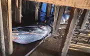 Cá voi xanh dài 12 mét mắc cạn giữa làng ven biển Indonesia