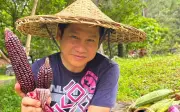 Ca sĩ Trọng Tấn khoe vườn ngô tím sai trĩu tại biệt thự Sóc Sơn