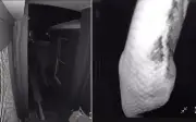 Camera an ninh ghi lại cảnh trăn khổng lồ bò qua cửa nhà ở Queensland