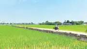 Các trà lúa sớm bón thúc, nông dân khẩn trương xuống giống lúa muộn