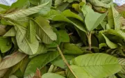 Cách làm đẹp từ lá ổi: bí quyết giúp da trắng mịn, giảm mụn