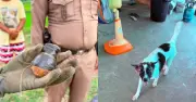 Chó cưng tha lưu đạn về nhà, cả gia đình thoát nạn trong gang tấc