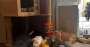 Chủ quán cà phê mèo 'xấu nhất Sài Gòn' giải thích quy định không nhận khách dưới 12 tuổi