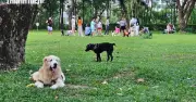 Chó thả rông không rọ mõm 'chiếm' công viên Cảnh Đồi, người dân bất an