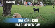 Chó thả rông không rọ mõm tràn công viên Cảnh Đồi, người dân bất an