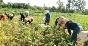 Cha mẹ tìm con trai mất tích, dân làng đồng lòng thu hoạch lúa giúp