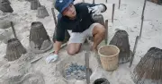 Chàng trai thức trắng bảo tồn rùa biển ở Côn Đảo