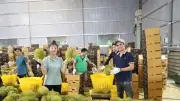 Chính phủ Ấn Độ chính thức cho phép nhập khẩu sầu riêng tươi Việt Nam