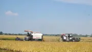 Chuyển đổi số và quản lý phát thải: Xu hướng tất yếu nâng cao giá trị hạt gạo