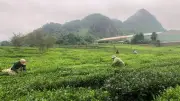 Chuyển đổi xanh mở lối cho nông nghiệp Sơn La phát triển bền vững