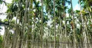 Chuyển sang trồng cau vú bò, nông dân Cần Thơ thu lãi hơn 1 tỉ đồng mỗi năm