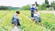 Cần sớm ban hành Luật Y dược cổ truyền để thể chế hóa Nghị quyết 72