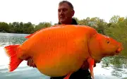 Cần thủ người Anh câu được 'thủy quái' cá vàng nặng 31kg tại Pháp