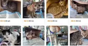 Công an xã Đông Thạnh truy tìm nạn nhân vụ trộm mèo quy mô lớn