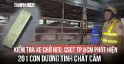 CSGT TP.HCM phát hiện 201 con heo nhiễm chất cấm trên xe tải