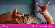Cua biển Cà Mau đột biến có 2 càng 4 kẹp gây xôn xao