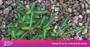 Cây chó đẻ: Loài cây mọc dại thành dược liệu quý cho gan