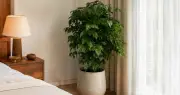 Cây lưỡi hổ hay cây hạnh phúc: Loại nào tốt hơn cho phòng ngủ?