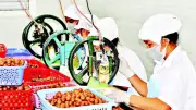 Cây mắc-ca Lâm Đồng khẳng định vị thế, hướng tới chuỗi giá trị bền vững