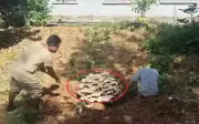 Cây nấm khổng lồ 54,7 kg được phát hiện tại Vân Nam, Trung Quốc