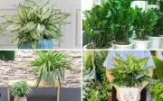 Cây phong thủy cho tuổi Tuất: Bí quyết chọn cây hợp mệnh thu hút tài lộc