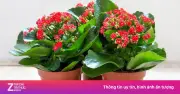 Cây sống đời: Vị thuốc quý từ cây cảnh quen thuộc, nhiều người không biết